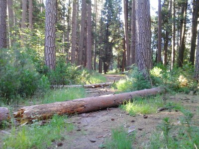 Only yards away from camp I was completely alone  on a secret trail through the trees!